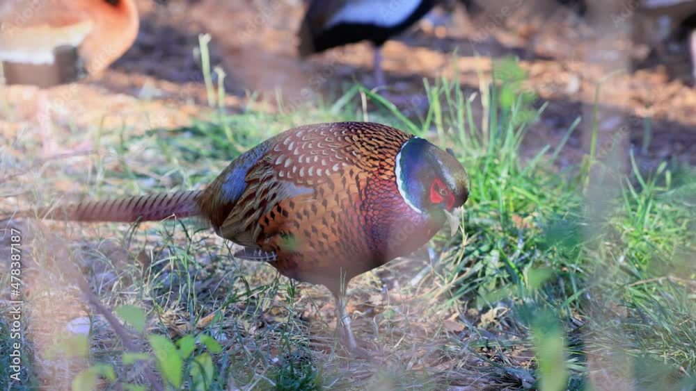 Close up shot of male Ring Necked Pheasant Close up shot of male Ring Necked Pheasant