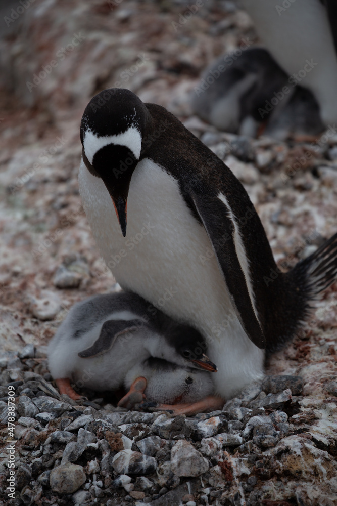 Obraz premium Pinguin in der Antarctis
