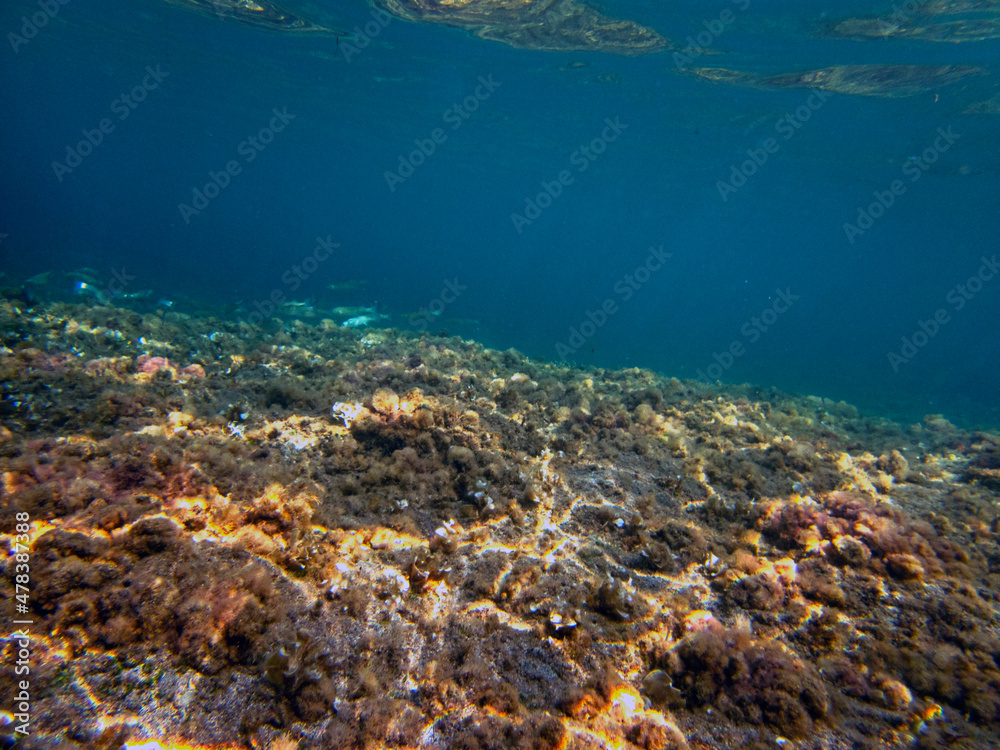 Fototapeta premium Fondale marino portopalo 290