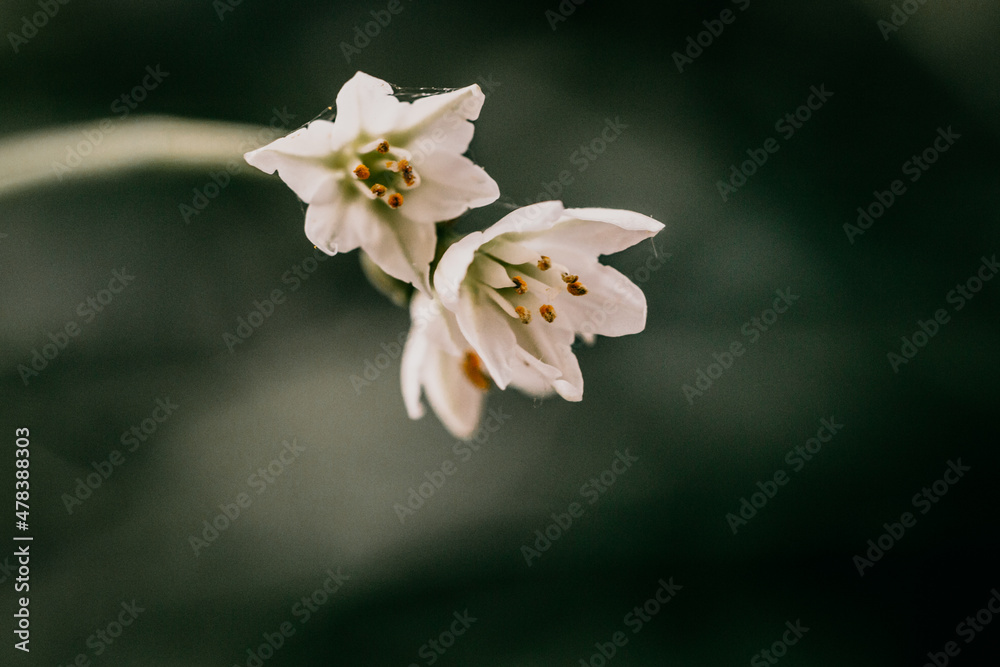 flor flor