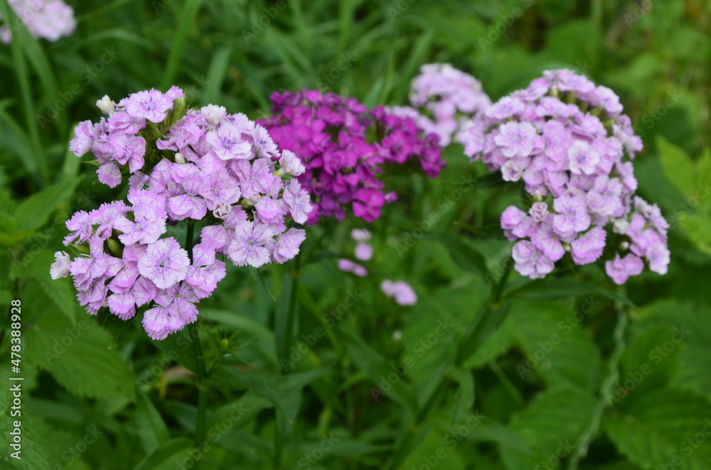Sweet Williams are a hardy biennial flowers in a garden. Sweet Williams are a hardy biennial flowers in a garden.