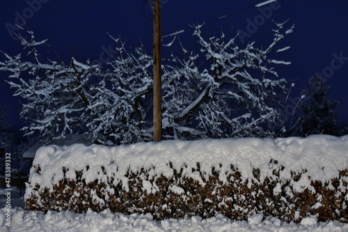 Neuschnee auf den Ästen eines Kirschbaumes und im Vordergrund auf der Hainbuchen-Hecke (Nachtaufnahme) photo