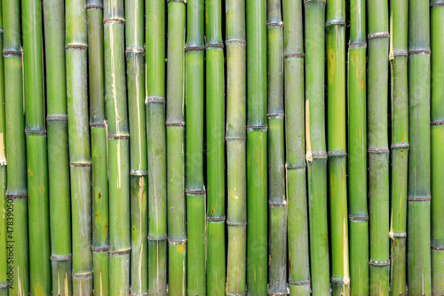 bamboo wall, stems vertically in green