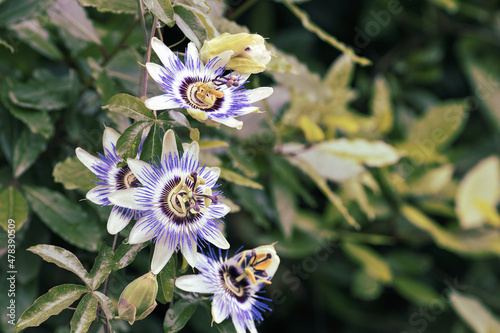 flowering plant passionflower blue multiple flowering heads photo