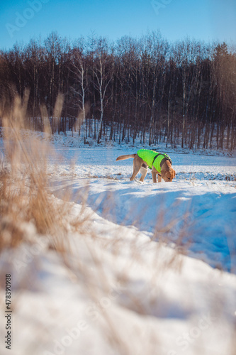 Labrador on a winter walk in Poland