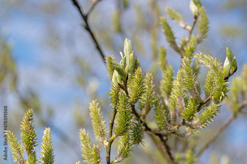 Weibliche Blüten der Salweide, Salix caprea Weibliche Blüten der Salweide, Salix caprea