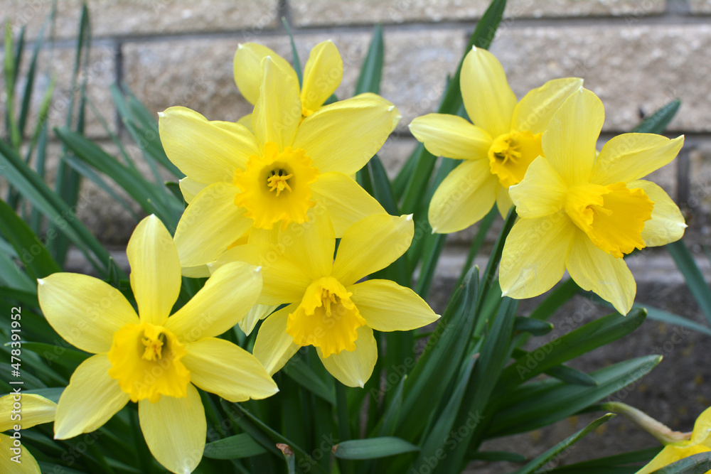 Narcissus (daffodils) bloom in the flowerbed.