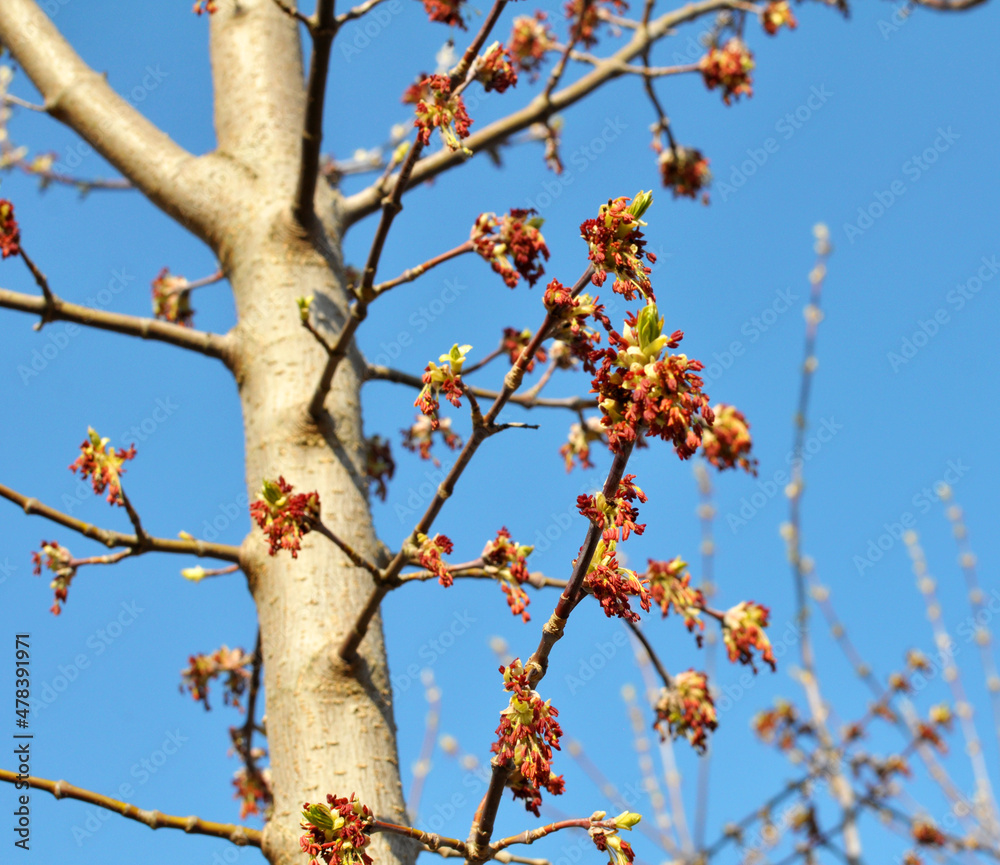 In nature, the maple (Acer negundo) blooms In nature, the maple (Acer negundo) blooms