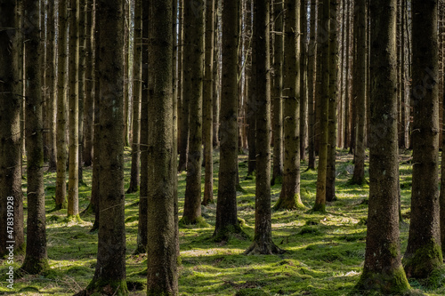 Dicht stehende Fichten auf einem moosbedeckten Boden in einem Wald 