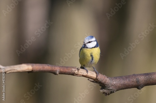 blue tit bird