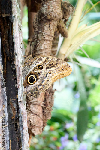 A butterfly with the design of an eye on its wings resting on a tree trunk. photo