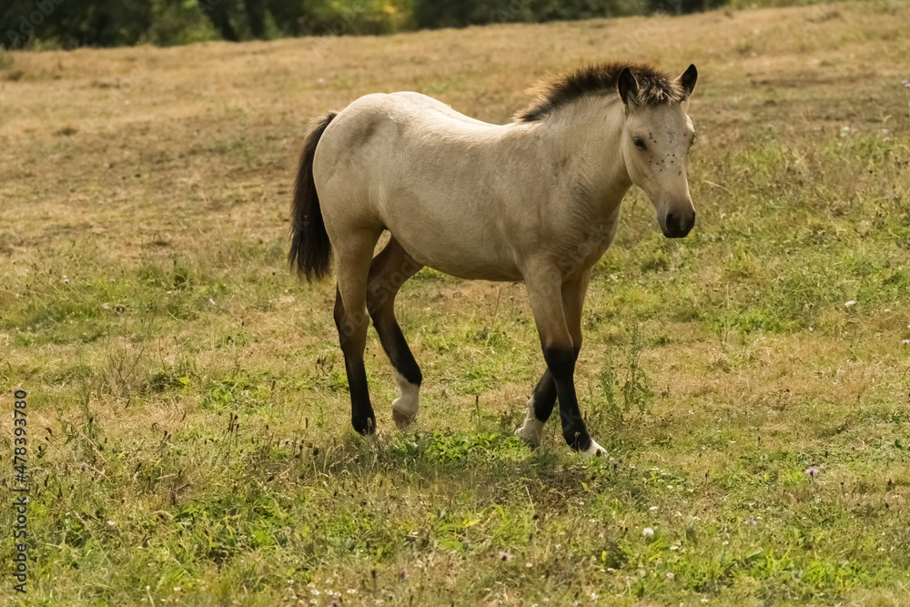 Young foal trotting in a pasture. Young foal trotting in a pasture.