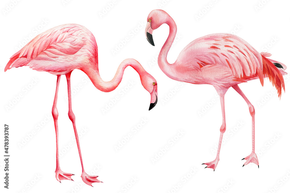 Fototapeta premium Tropical birds, pink flamingo on an isolated white background, watercolor illustration