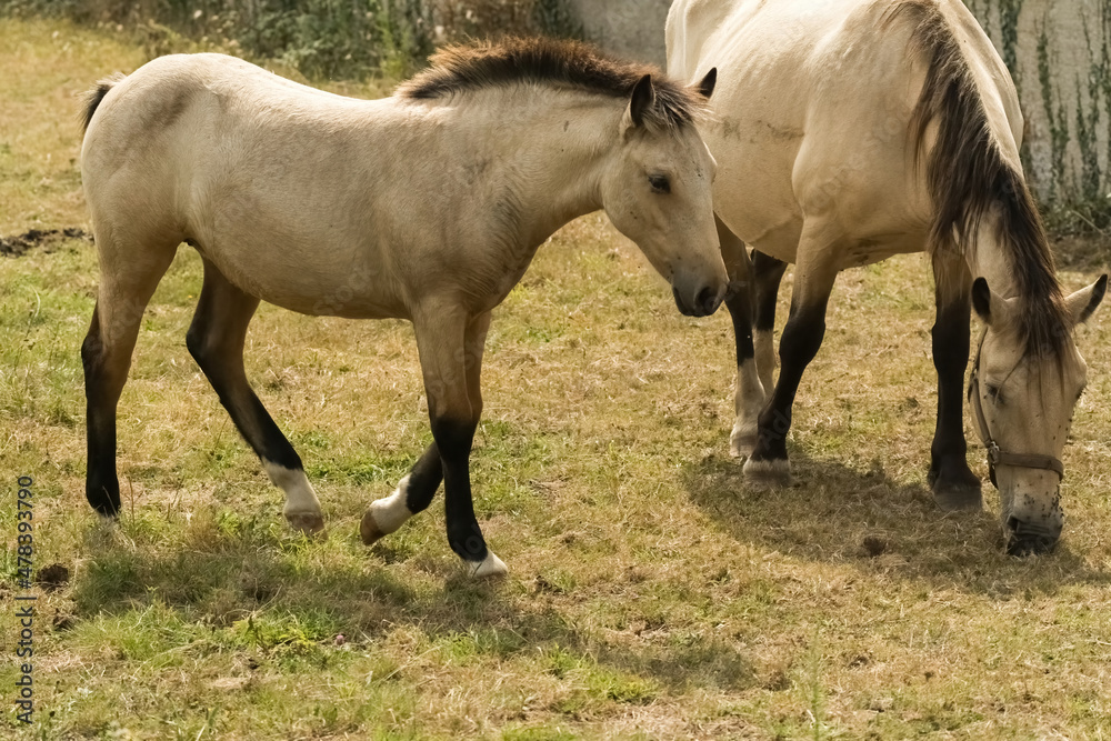 Young foal with its mother Young foal with its mother