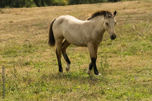 Young foal trotting in a pasture.
