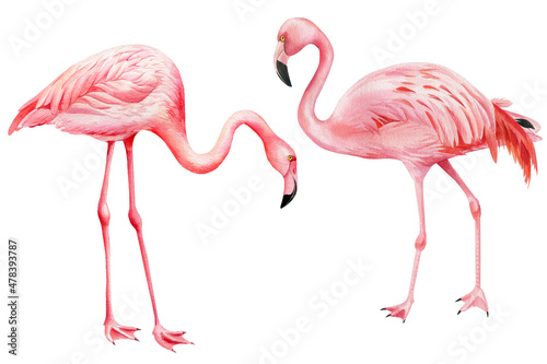 Tropical birds, pink flamingo on an isolated white background, watercolor illustration © Hanna