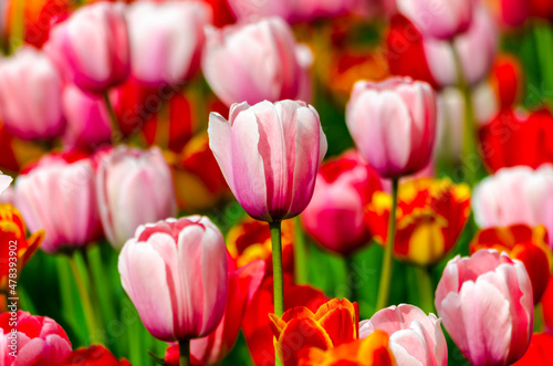 pink tulips in the field during the day