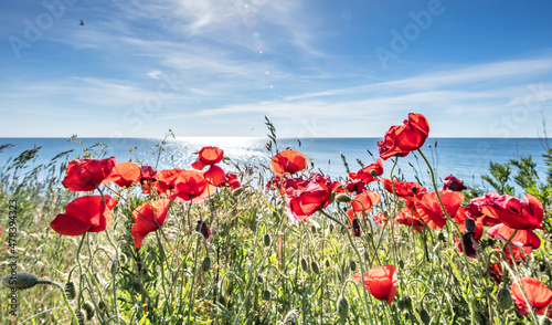 Fototapeta Naklejka Na Ścianę i Meble -  mohn am meer