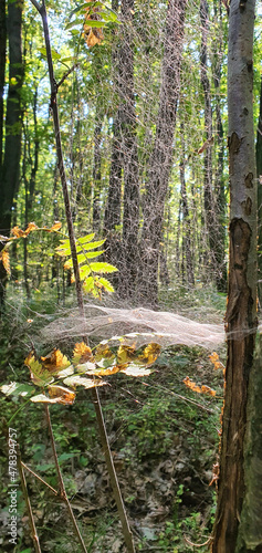 A dense spider web between the trees on a sunny morning in Lagiewnicki Forest, Lodz.