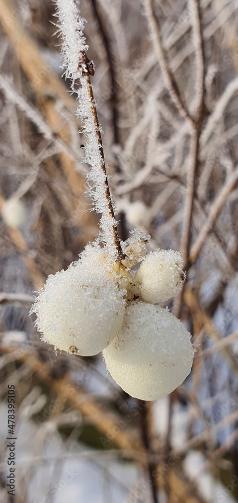 Frost on branches and leaves on a frosty winter morning. Frost on branches and leaves on a frosty winter morning.