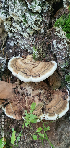 A beautiful mushroom on a tree trunk in the Łagiewnicki Park in the city of Łódź.