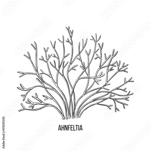 Sketch brown agar ahnfeltia algae on white backdrop. Vector drawing illustration. Line art.