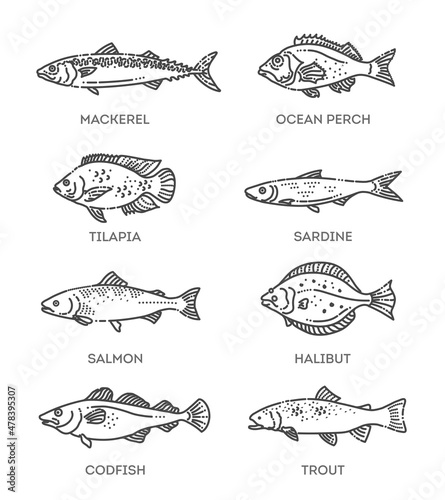 Set of vector outline fish icons. Vector collection