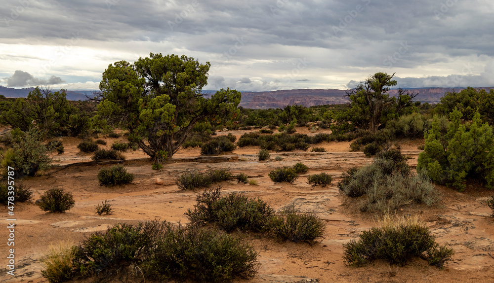 Desert landscape cloudy