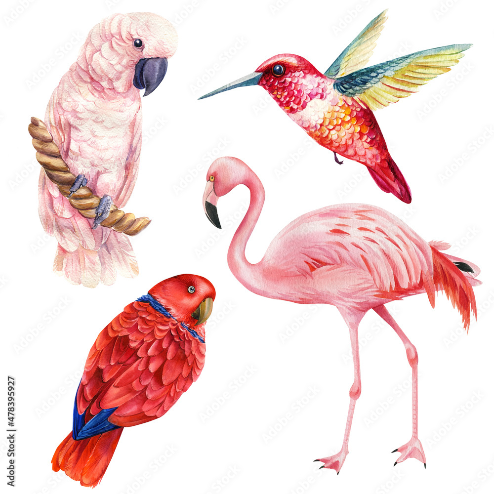Fototapeta premium Set birds parrots, flamingo, cockatoo, hummingbird on a white background, watercolor illustration