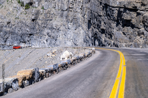 A red jammer tour bus filled with tourists makes its way up Going to the Sun Road in Glacier National Park photo