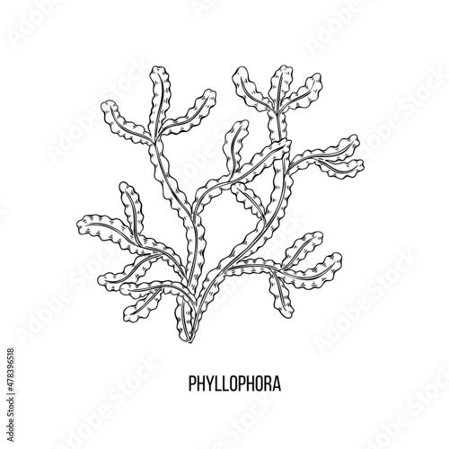 Sketch brown phyllophora algae on white backdrop. Vector drawing illustration. Line art. photo