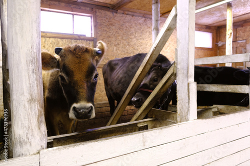 A portrait of a cow with horns in profile is a Jersey breed, a high-milk one and one of the oldest breeds of cows. Veterinary medicine, farming, cattle breeding