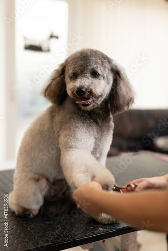 Pretty, blonde dog groomer lady trims purebred poodle puppy.