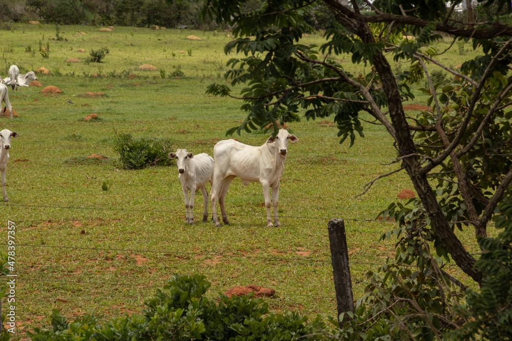 Obraz premium Paisagem de beira da rodovia no Brasil com algumas vacas pastando.