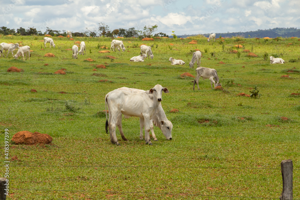 Paisagem de beira da rodovia no Brasil com algumas vacas pastando. Paisagem de beira da rodovia no Brasil com algumas vacas pastando.