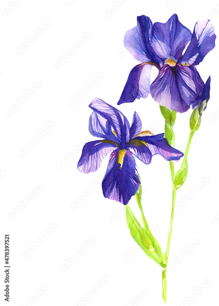 Violet iris isolated on white background watercolor botanical illustration
