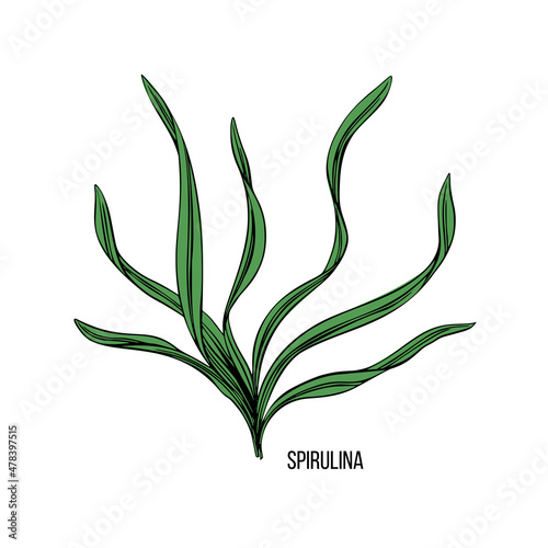 Algae - spirulina. Green and red edible algae. Black line ink sketch on a white background. Vector hand drawn illustration.