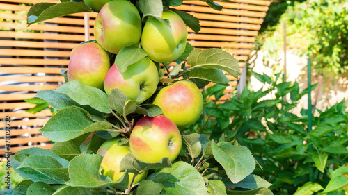 Lots of apples on a columnar apple tree close-up against the backdrop of a canopy of wooden planks. An apple tree with no side branches. Rich apple harvest. photo