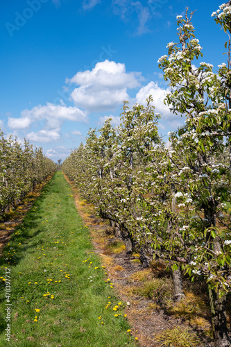 Spring white blossoms of pear trees on fruit orchards in Zeeland  Netherlands