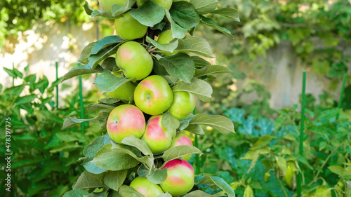Columnar apple tree with fruits close-up against the background of greenery of the orchard. A hybrid columnar apple tree sprinkled with tight-fitting apples in a summer garden. photo