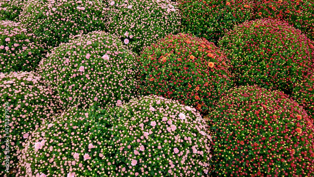 Poster Groupe de chrysanthèmes en gros plan – Wandbild