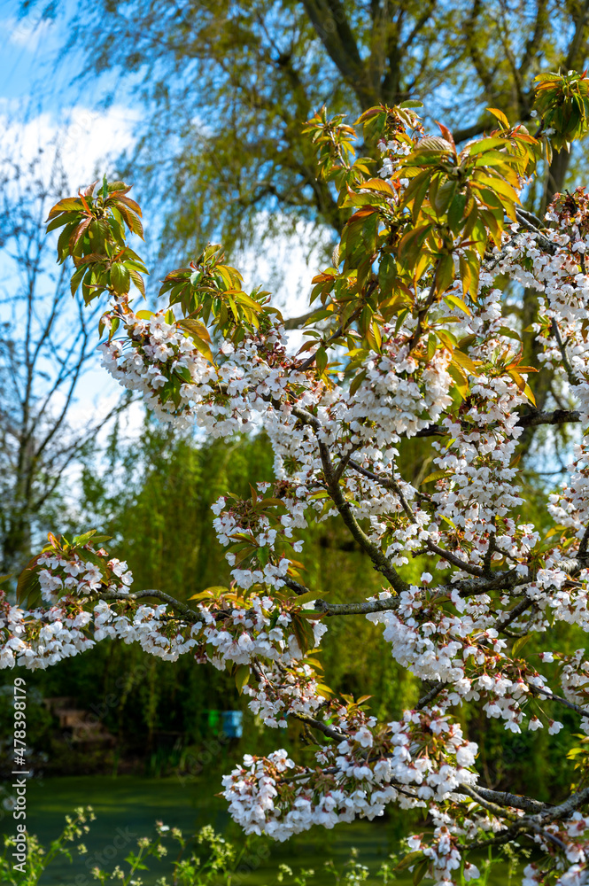 Fototapeta premium Spring white blossoms of sweert cherry trees on fruit orchards in Zeeland, Netherlands