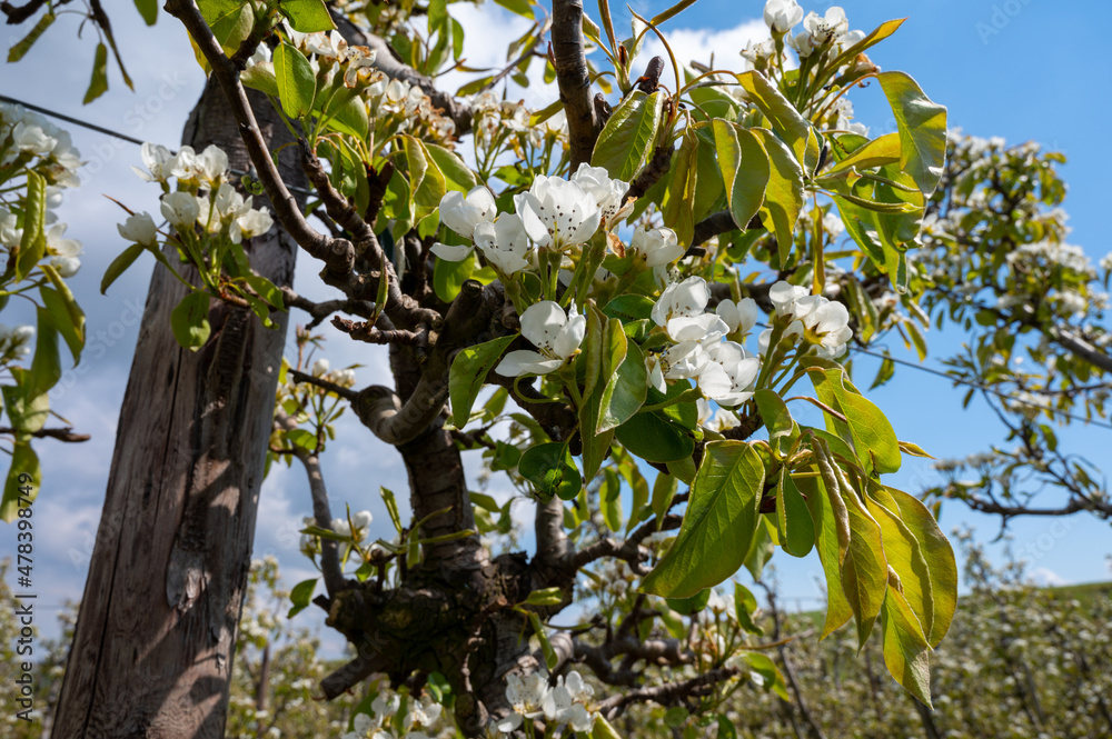 Spring white blossoms of pear trees on fruit orchards in Zeeland, Netherlands Spring white blossoms of pear trees on fruit orchards in Zeeland, Netherlands