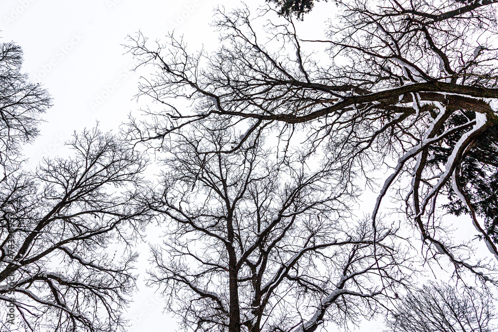 Obraz premium Snowy trees in the winter forest
