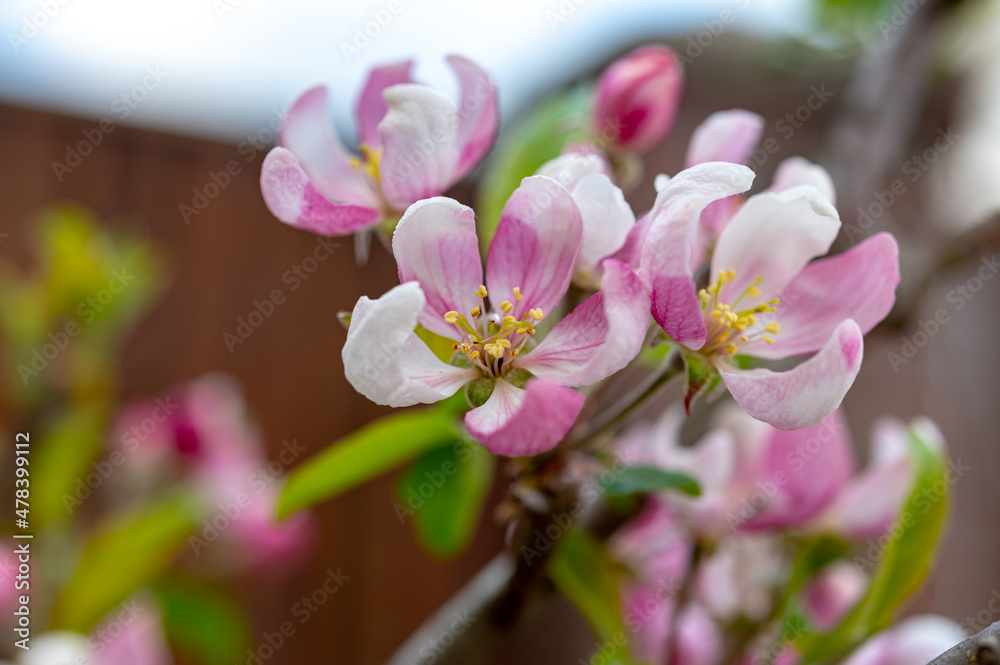 Spring pink blossom of apple trees on fruit orchards in Zeeland, Netherlands Spring pink blossom of apple trees on fruit orchards in Zeeland, Netherlands