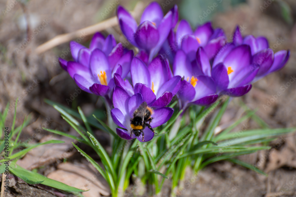 Fototapeta premium First spring flowers, blossom of purple crocusses and flying bee