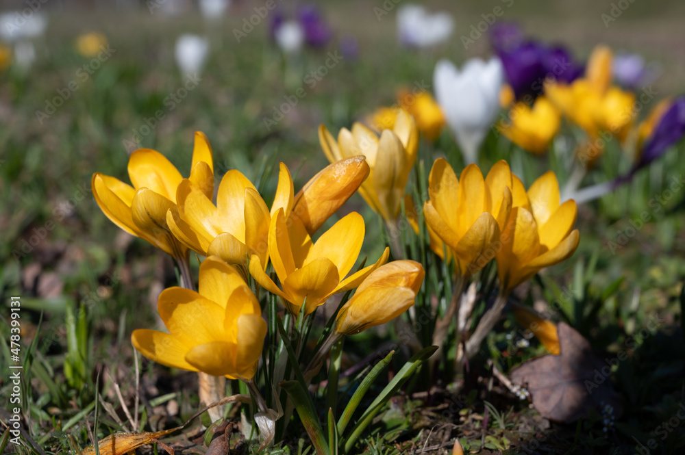 First spring flowers, blossom of yellow crocusses First spring flowers, blossom of yellow crocusses