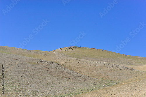 Stone Desert on the West Bank. Judean Desert in clear weather. White sand dunes and blue sky. Stony desert in the spring  green grass. Sand Hills of Judean Mountain  Israel. 