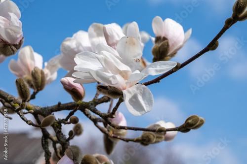 Spring blossom of white magnolia tree in sunny day with blue sky