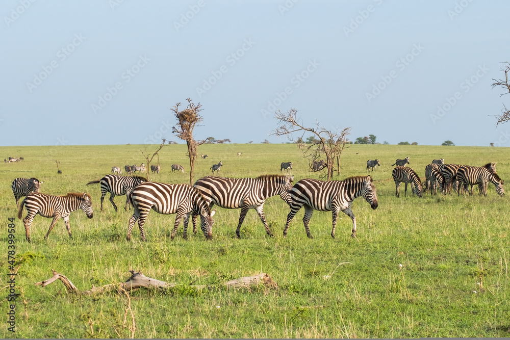 Herd of zebras the northern Serengeti, Tanzania - obrazy, fototapety, plakaty 